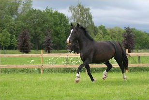 Welsh Cob mare Inger draf in de wei